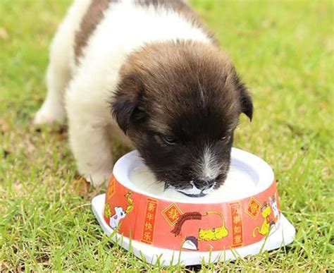 Los Perros Pueden Tomar Leche La Gu A M S Completa