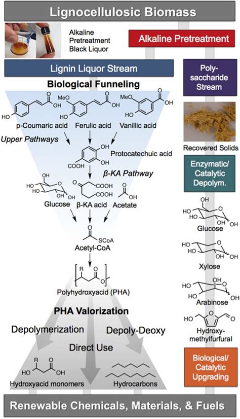 Lignin Valorization Through Integrated Biological Funneling And