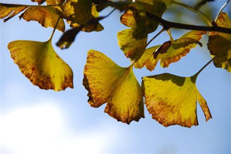 Ginkgo Biloba Propiedades Beneficios Y Contraindicaciones