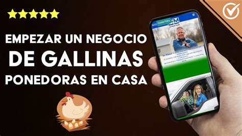 C Mo Empezar Con Un Negocio De Gallinas Ponedoras En Casa Granja