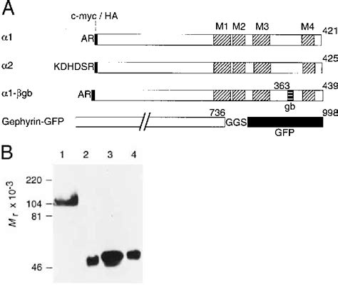 Figure 1 from Formation of glycine receptor clusters and their ...