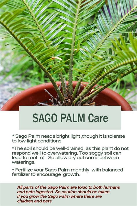 Sago Palm Care Guide