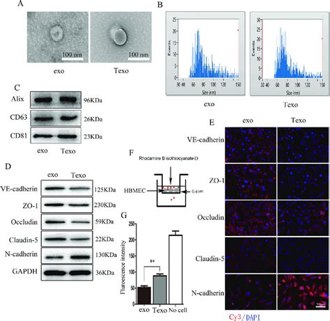 Tgf β1 Mediated A549 Derived Exosomes Promote Endomt Downregulate The