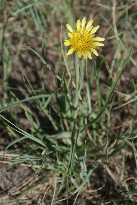 Western Salsify Tragopogon Dubius Colorado Wildflowers Wild