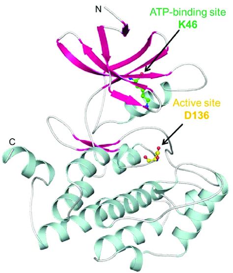 Structural Features Of Casein Kinase 1α Structural Components Sheets Download Scientific