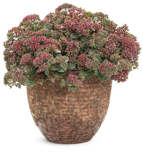 Sedum Planting In Containers