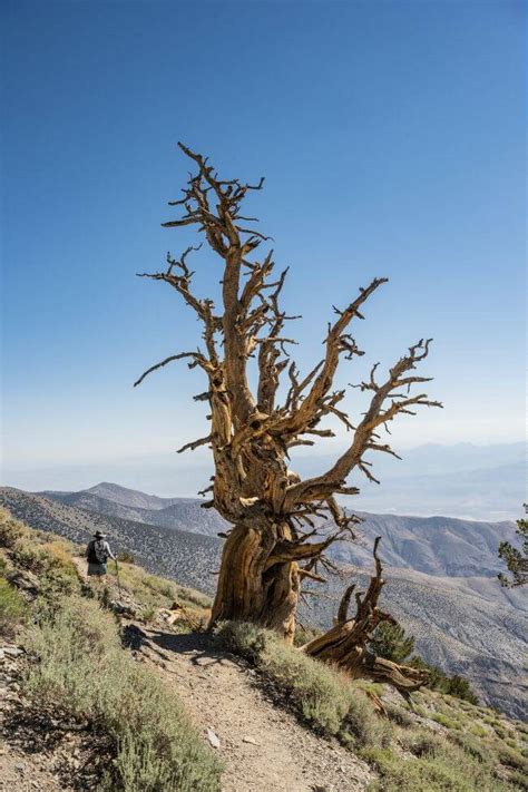 12 Best Hiking Trails In California That You HAVE To Do At Least Once