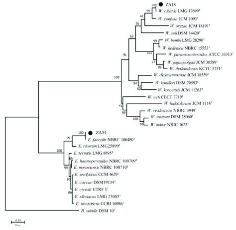 Phylogenetic Tree Of Za18 And Za34 Bootstrap Values For 1000 Download Scientific Diagram