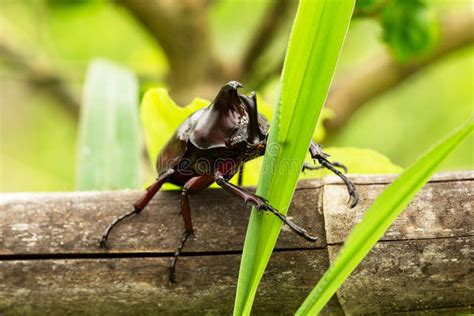 Rhino Stag Beetle Stock Photo Image Of Rhinoceros Beetle 33591454