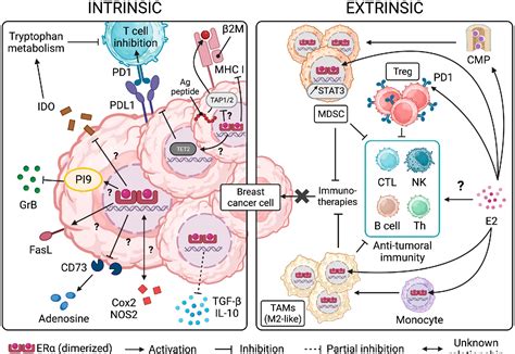 Figure 1 from Hormone Receptor Signaling and Breast Cancer Resistance ...