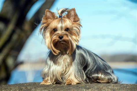 Yorkshire Terrier Przewodnik dla fanów rasy york