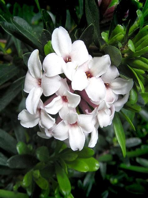 Oderings Garden Centres Shrub Daphne Perfume Princess