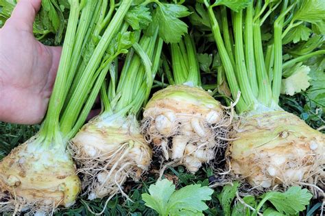 Growing Celeriac Tips From My Southern California Garden Freckled