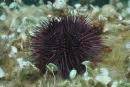 Paracentrotus Lividus Purple Sea Urchin Reef Life Survey