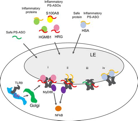 Proposed Model Of Various Ps Aso Protein Tlr Interactions And