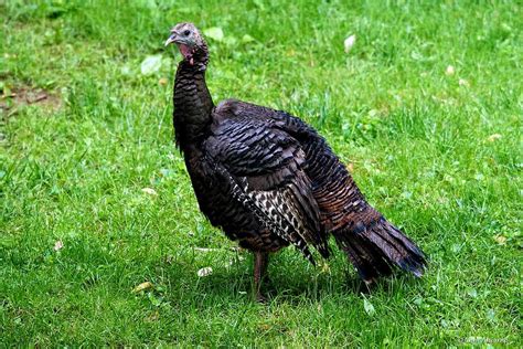 Wild Turkey Hen Anne Ahearne Flickr