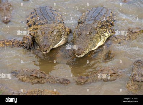 Crocodiles Hi Res Stock Photography And Images Alamy