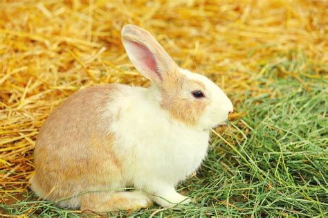 5 Best Hay For Rabbits For Healthy Teeth And Digestion 2022 Review And Guide