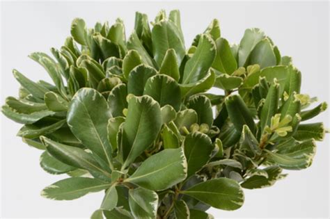 Pittosporum, Variegated Flower | Floral Expert Dictionary | Lobiloo