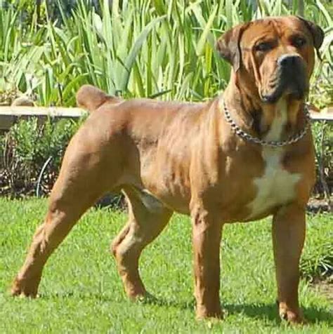 Is Boerboel The Best Guard Dog