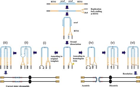 Nearby Inverted Repeats Fuse To Generate Acentric And Dicentric