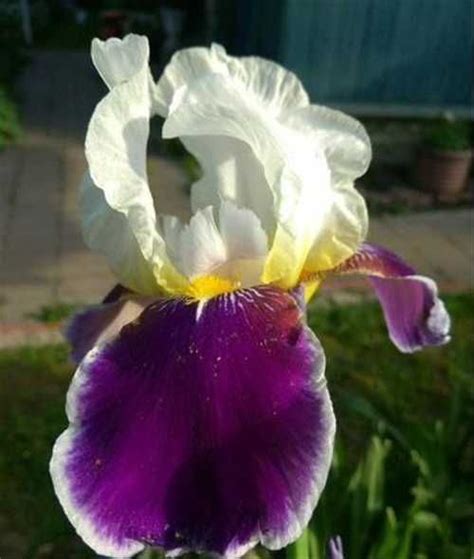 Ирис (корневище) | Festima.Ru – частные объявления