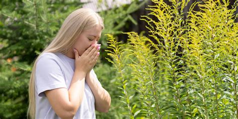 5 Tips To Ease Ragweed Allergy Symptoms Restore Hyper Wellness