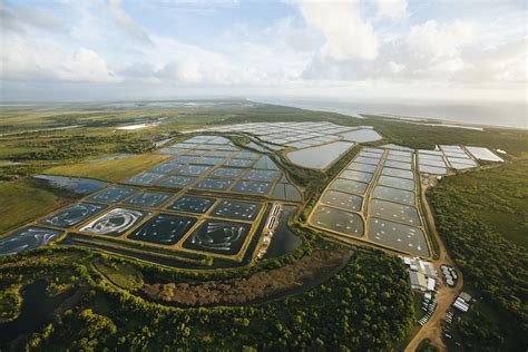 Sustainable Prawn Farming Raises The Bar In Aus Evokeag