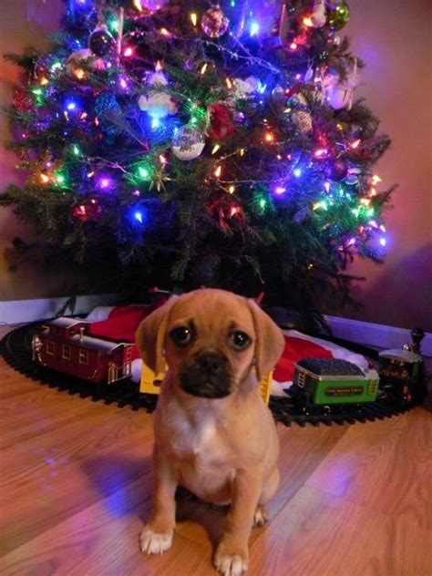 Holiday Puggle Puggle Puppies Pug Beagle Puppys I Love Dogs Puppy