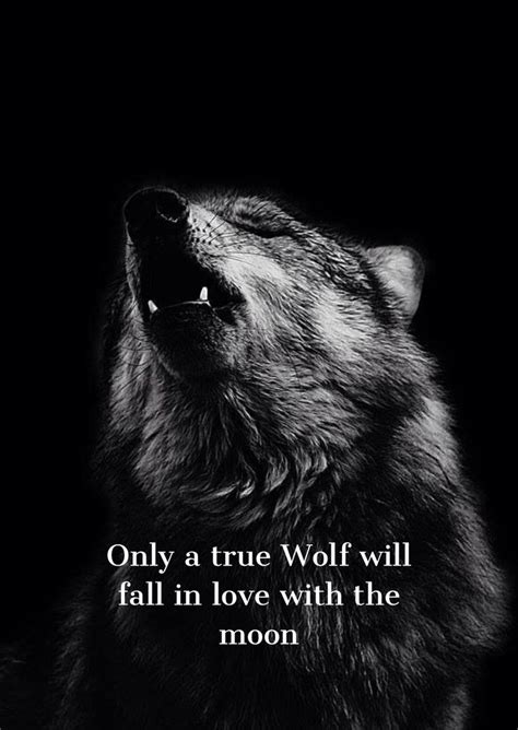 Pin de Hussain Baloch en Wolf Quotes | Alboran, Lobos, Pablo alboran