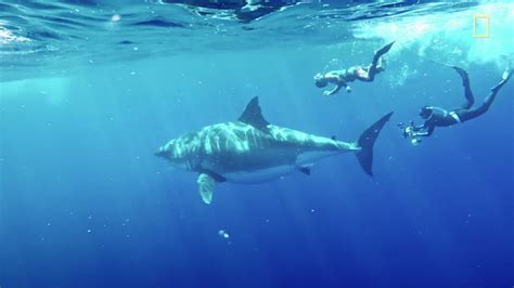 Deep Blue, one of world's largest great white sharks, caught on camera ...