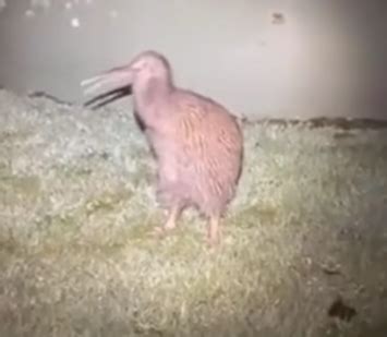 This Kiwi Bird Sounds Like A Miniature T-Rex - You Won’t Believe Your Ears. – InspireMore