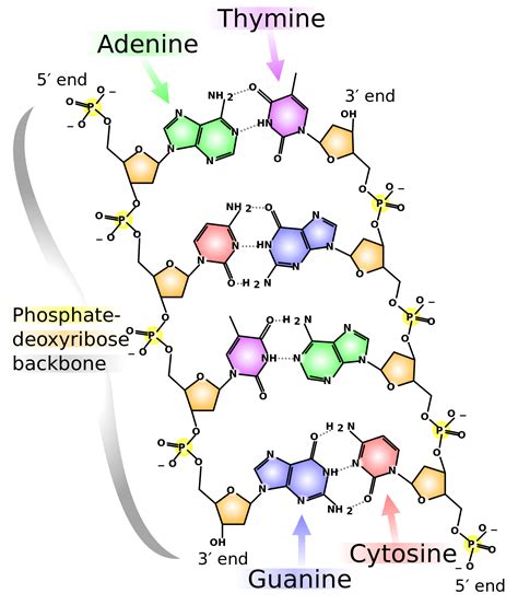 Nucleotides - Expii