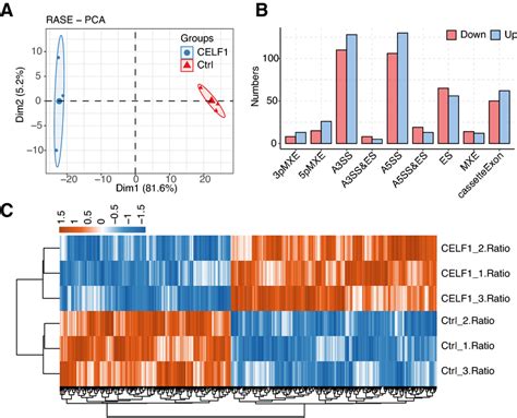 Alternative Splicing Regulation In Sra0104 Cells In Response To Celf1 Download Scientific