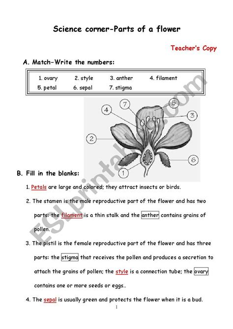 Parts Of A Flower ESL Worksheet By Christie6615