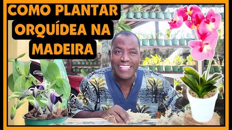 Plantando Orqu Deas No Tronco Youtube