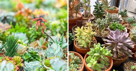 The Best Cities In California For Succulent Lovers Sublime Succulents