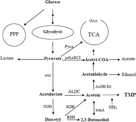 Tetramethylpyrazine Tmp Biosynthetic Pathway And Other Overflow