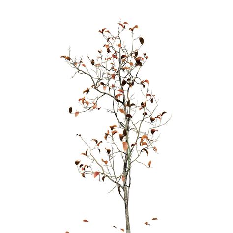 Dogwood Seedling – SpeedTree