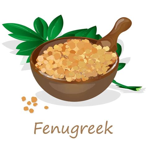 Methi Fenugreek Leaves Vector Illustration On White Background