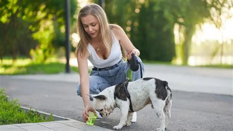 Impulskontrolle beim Hund In 5 Schritten Erklärt vom Profi