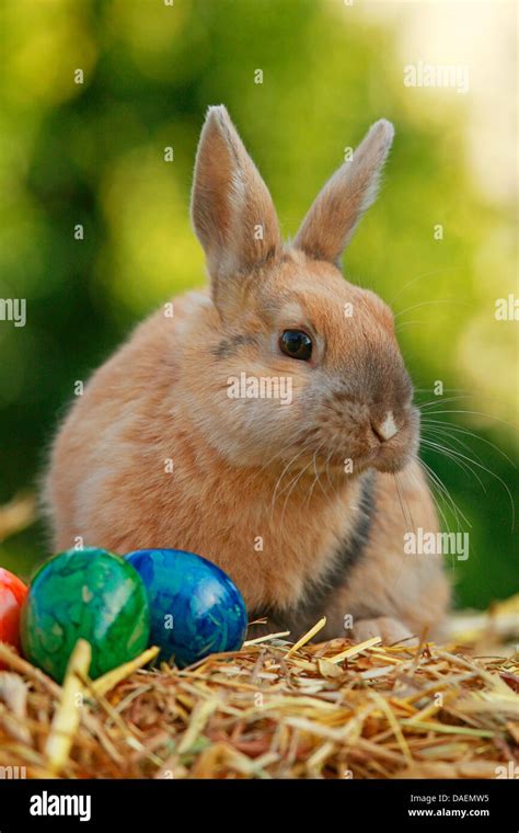 Conejo Enano Oryctolagus Cuniculus F Domestica Sentado En Paja Con