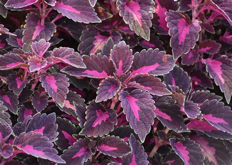 Colorblaze Coleus Is A 2020 Medallion Plant Mississippi State