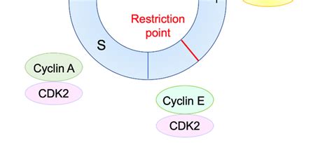 Cell Cycle Regulation By Cyclins And Cdks Each Stage Of The Cell Cycle Download Scientific