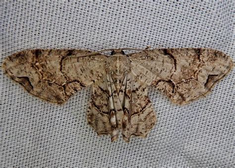 Callizzia Amorata Gray Scoopwing Moth 10000 Things Of The Pacific