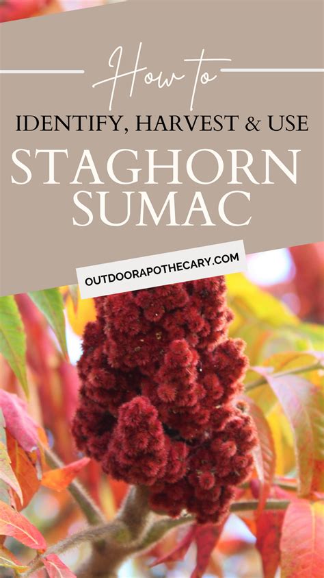 Staghorn Sumac How To Identify Harvest And Use This Wild Plant