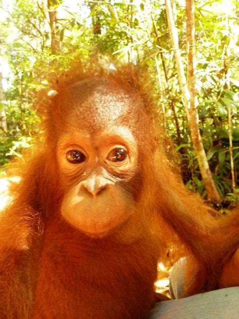 7 Best Orangutans/PalmOil/Deforestation images | Orangutan, Baby ...