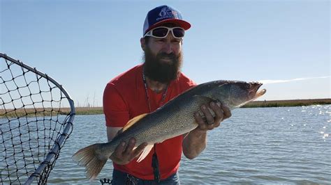 Lb Walleye Caught And Released Post Spawn Walleyes Catching