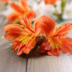 Alstroemeria Peruvian Lily