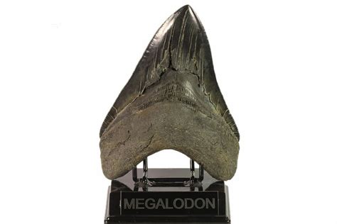 6 Inch Fossil Megalodon Teeth For Sale